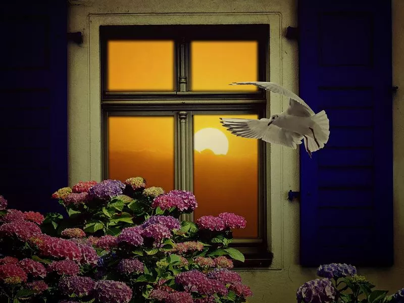 SÅ HINDRAR DU FÅGLAR FRÅN ATT KROCKA MED DINA FÖNSTER